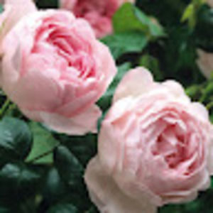 Meet your Posher, Kathryn